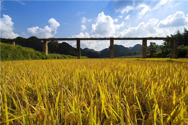 国庆黄金周期间,广西百色靖西市秋高气爽,艳阳高照,金黄色的水稻田与