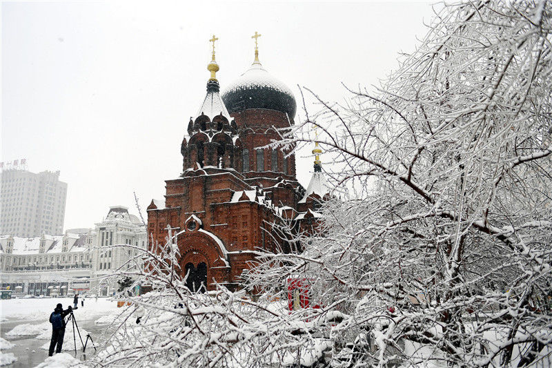 哈尔滨迎雨夹雪 树枝结冰形成树挂
