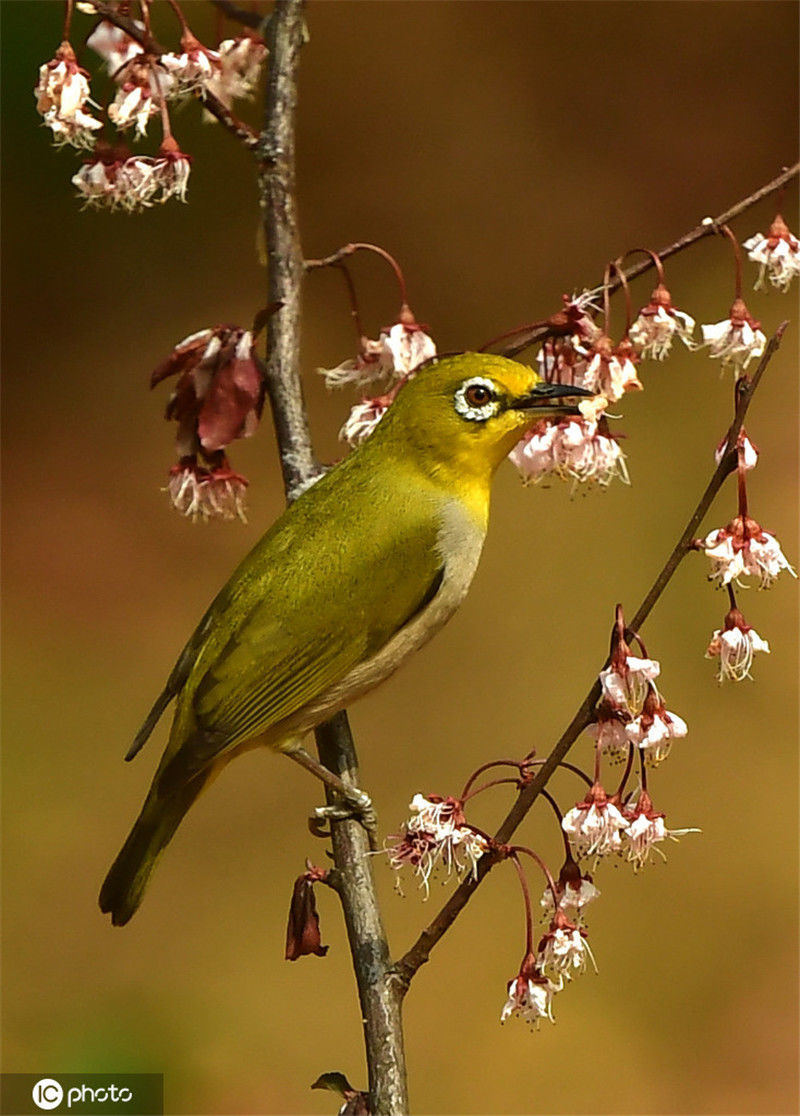 湖南衡阳鸟语花香春光好