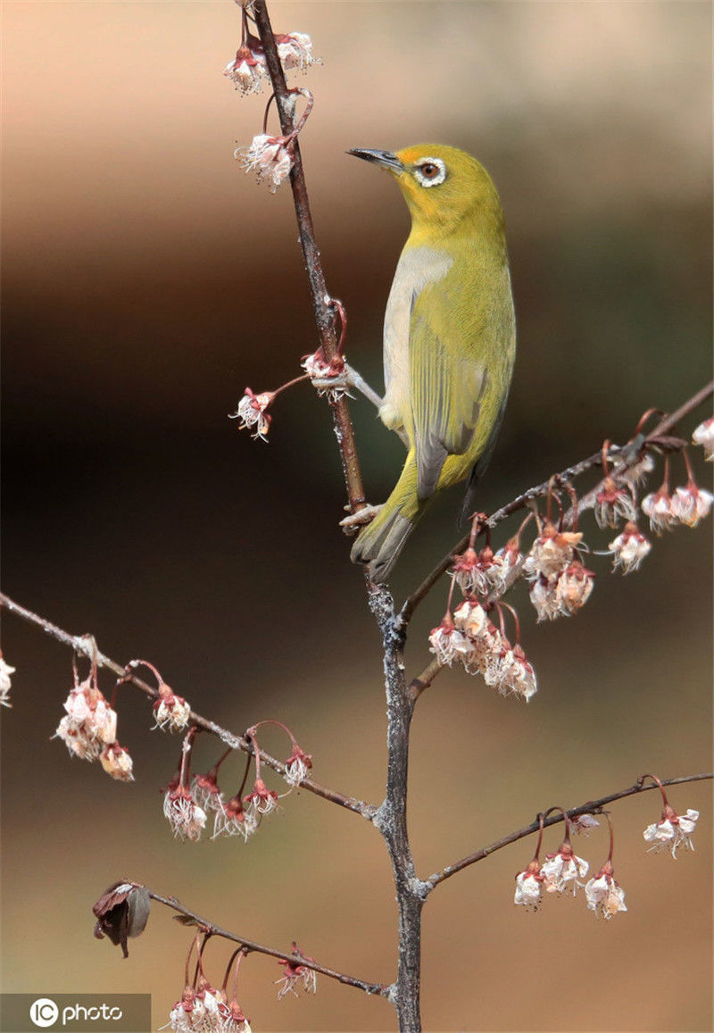 湖南衡阳鸟语花香春光好