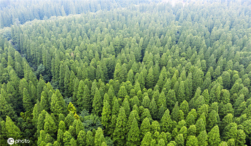 植树节临近 上帝视角看祖国森林辽阔色彩斑斓-荔枝网图片