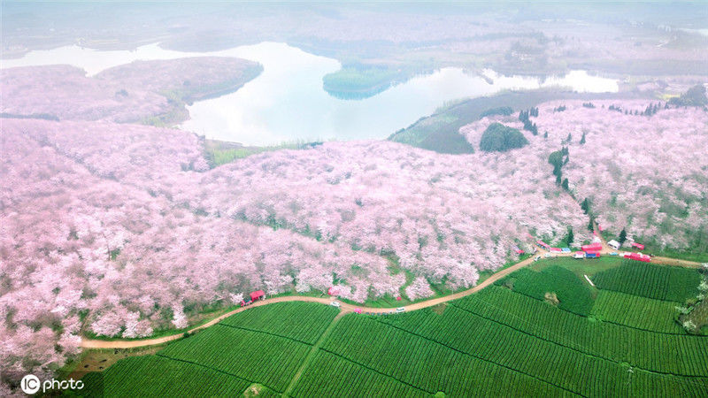 贵阳贵安新区樱花图片