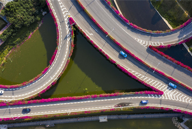 深圳:立交桥被镶紫色花边 原来那是簕杜鹃花
