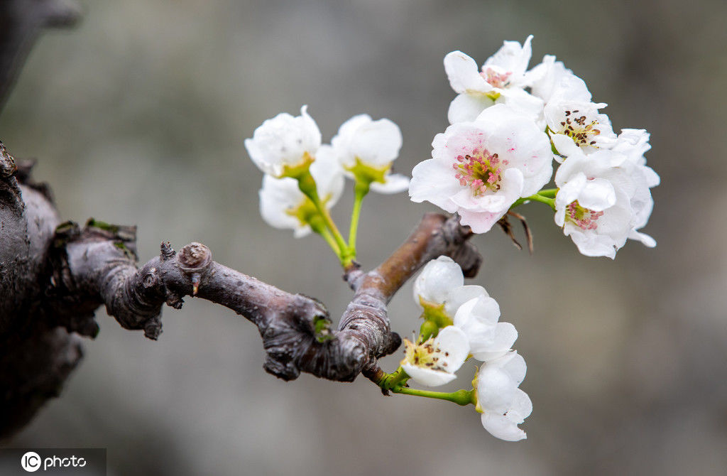 春分花信三候图片