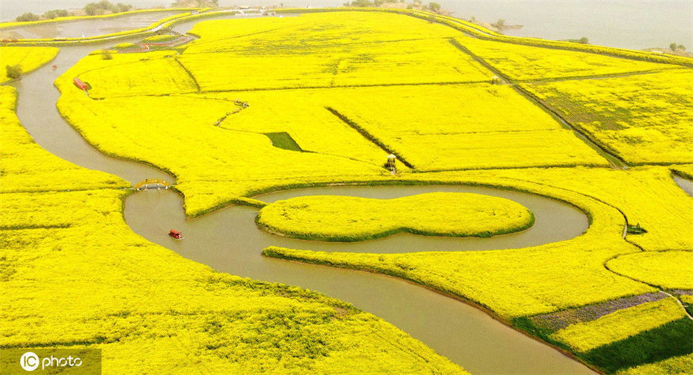 高邮油菜花海图片