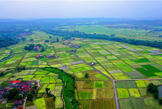 2021-04-25 1/6 2021年4月24日,江西吉安,泰和县沙村镇水稻产粮区,高