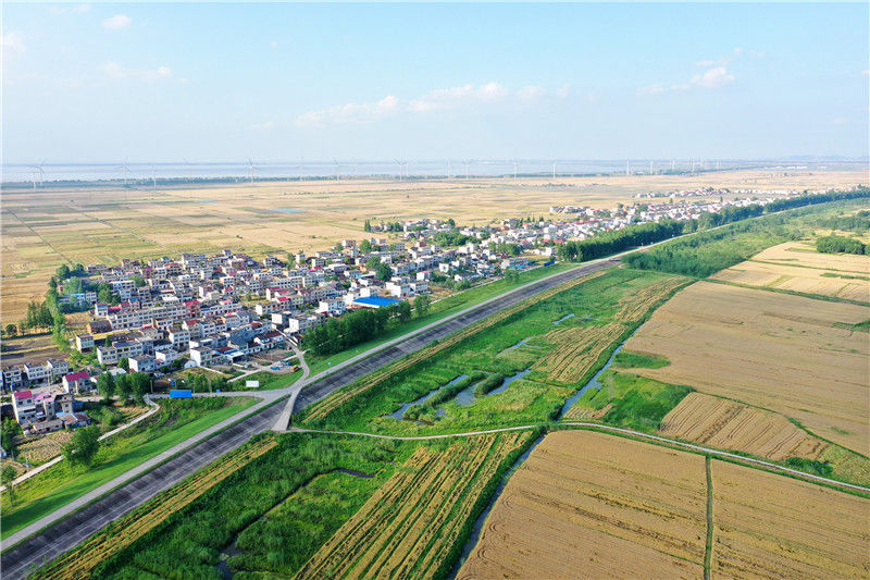 2021年5月10日,安徽省安庆市宿松县复兴镇长江两岸,一片金黄麦浪,风景
