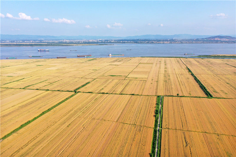 2021年5月10日,安徽省安庆市宿松县复兴镇长江两岸,一片金黄麦浪,风景