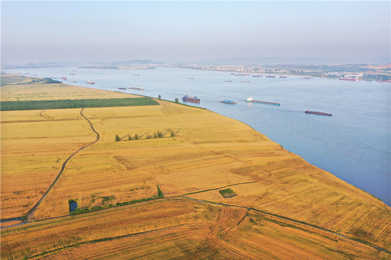 2021年5月10日,安徽省安庆市宿松县复兴镇长江两岸,一片金黄麦浪,风景