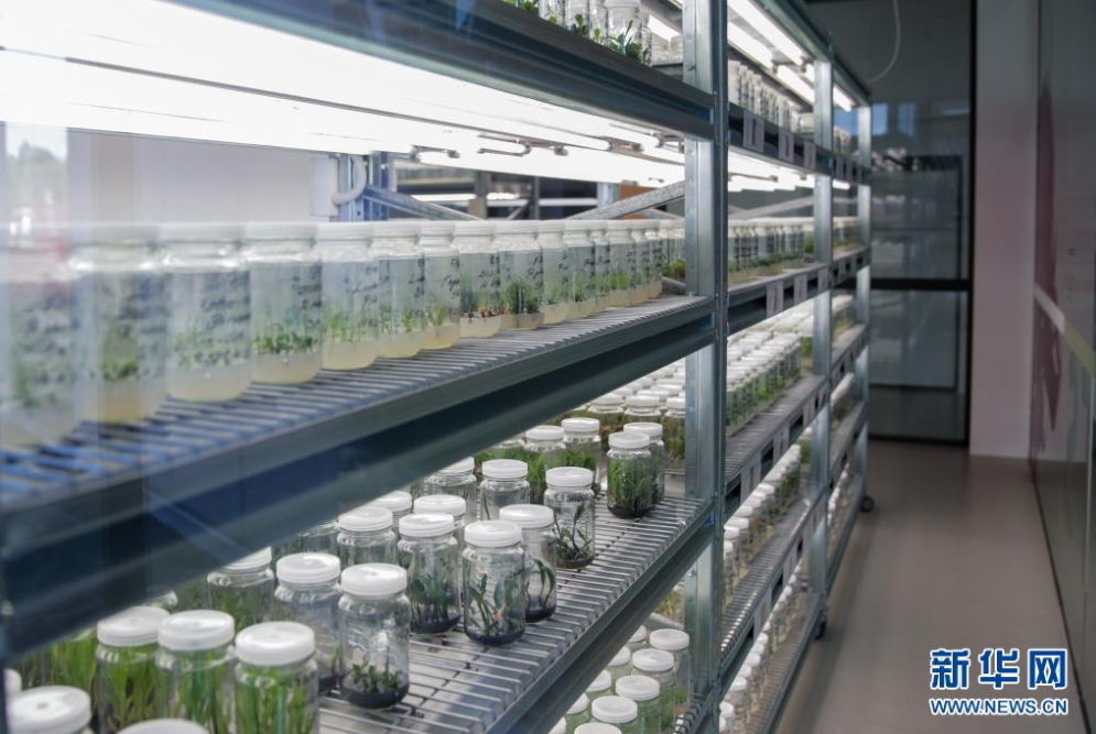 为了生物多样性的未来——探访南半球最大"种子银行"