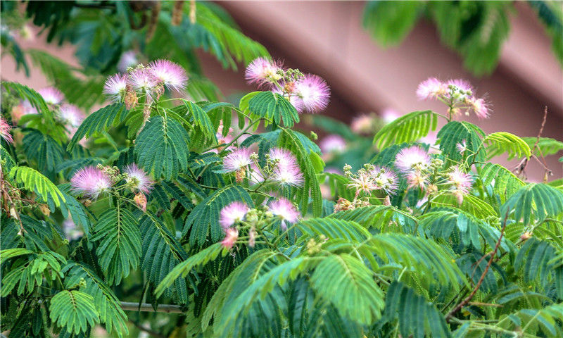 2021年6月10日,河北邯郸鸡泽县城内多处合欢树开花,柔美如画,芳香弥漫