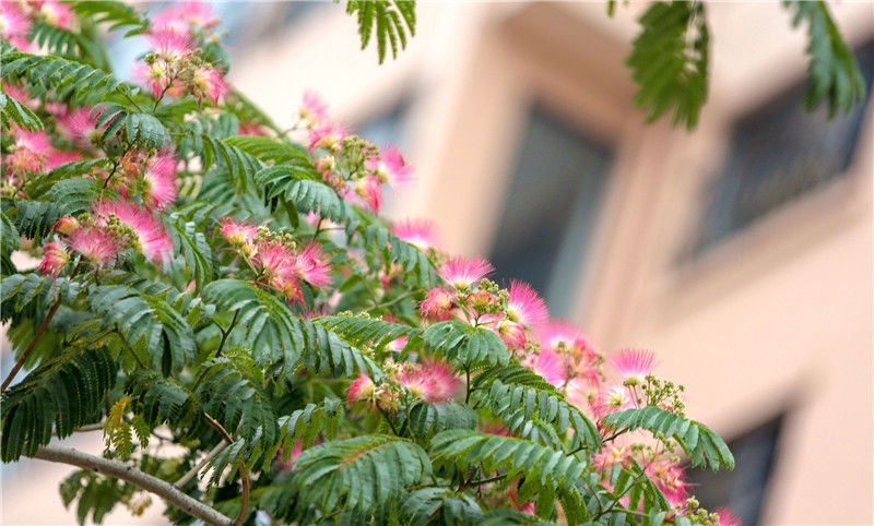 2021年6月10日,河北邯郸鸡泽县城内多处合欢树开花,柔美如画,芳香弥漫