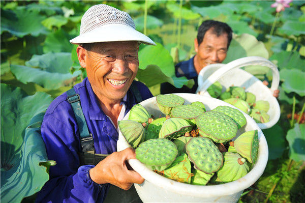 江苏徐州:村民荷塘采摘莲蓬