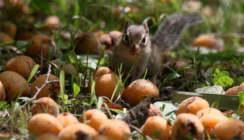松鼠啃食完杏肉,把杏核含在嘴里,找树根等地方埋起来,等食物稀少的