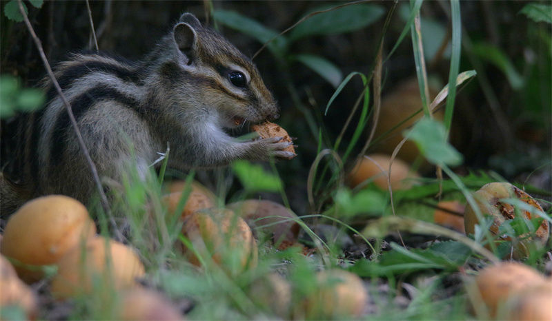 松鼠啃食完杏肉,把杏核含在嘴里,找树根等地方埋起来,等食物稀少的