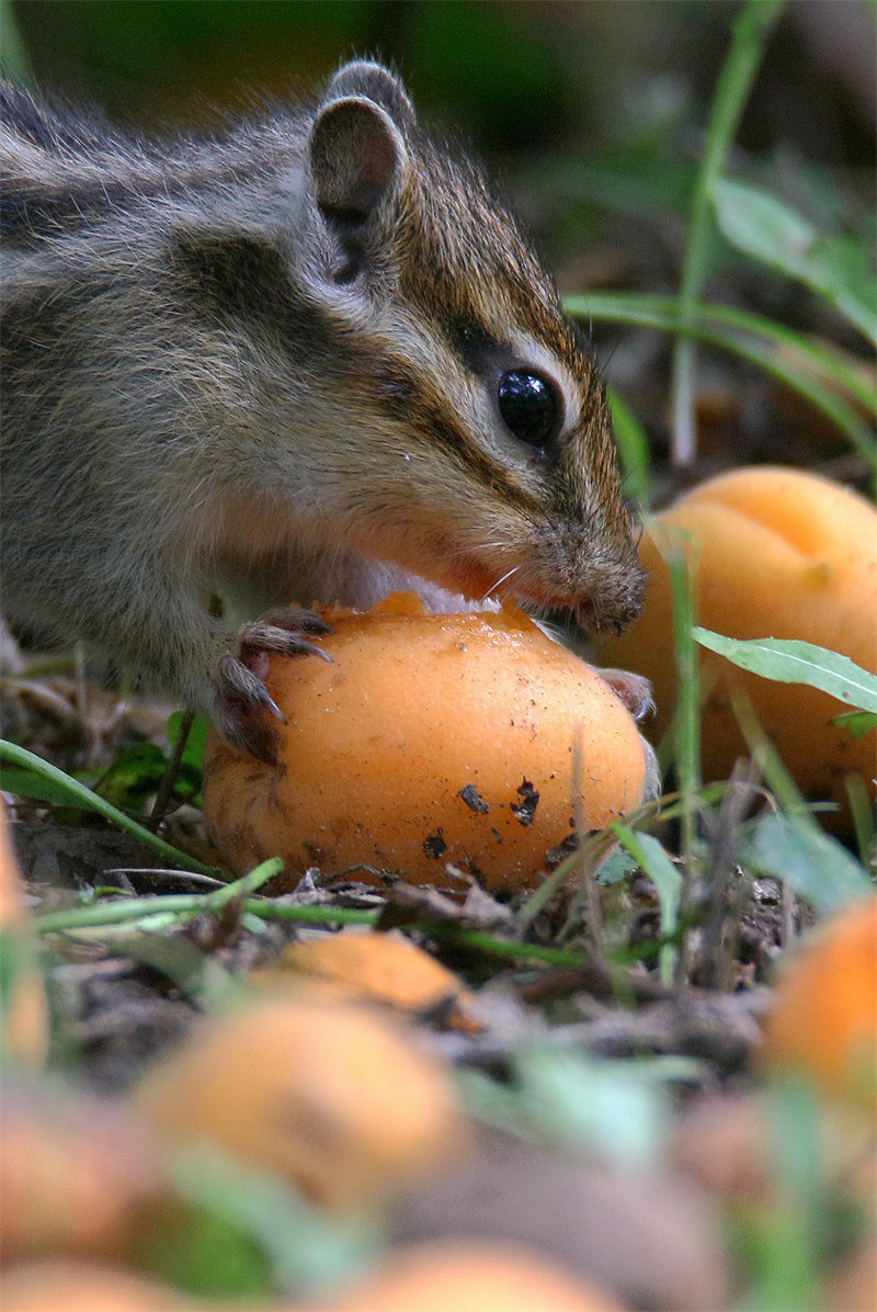 松鼠啃食完杏肉,把杏核含在嘴里,找树根等地方埋起来,等食物稀少的