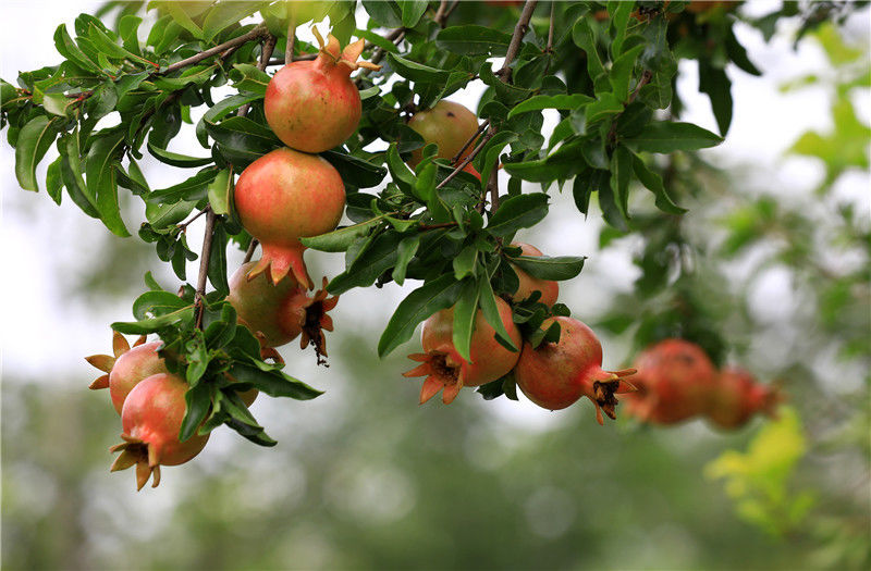 江苏淮安:入伏石榴泛红