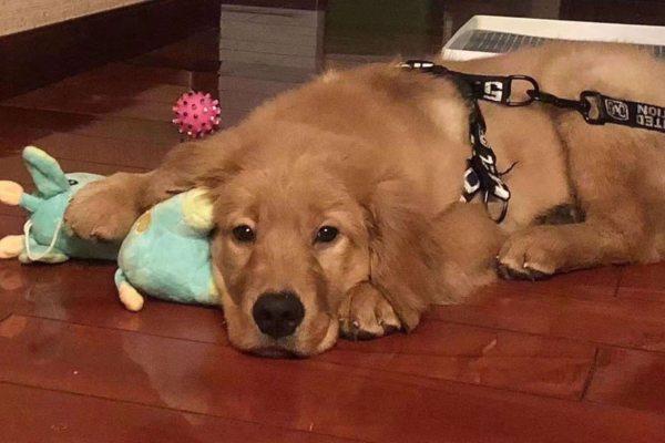 金毛犬siri托运致死:双方达成和解,涉事公司或注销