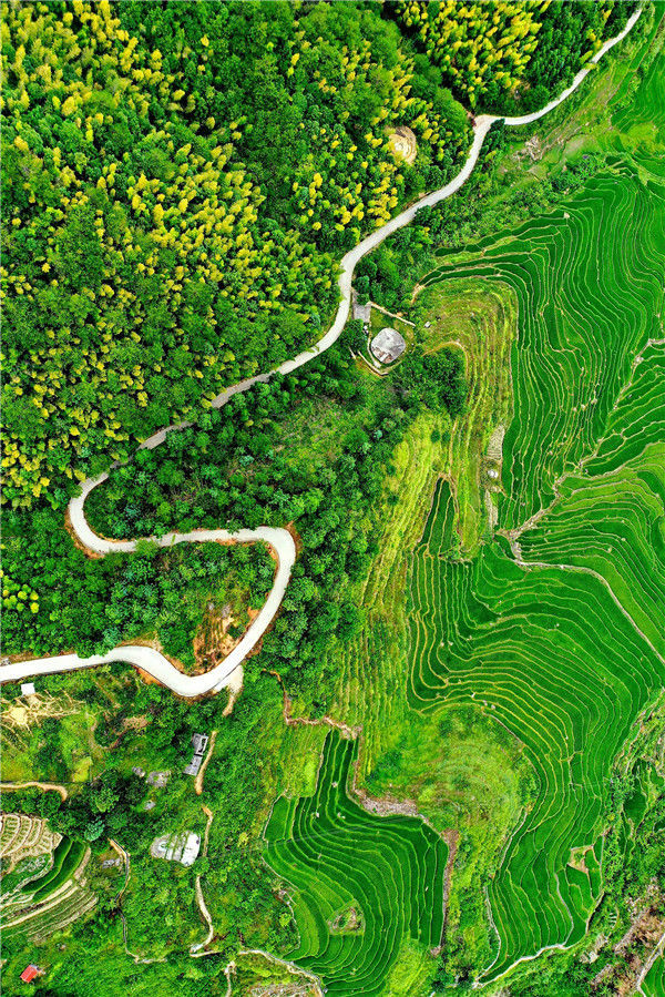 福建龙岩:千亩梯田醉游人 永定土楼好风景