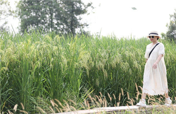 2021年8月30日,重庆市大足区拾万镇长虹村,平均每蔸水稻植株高达2米