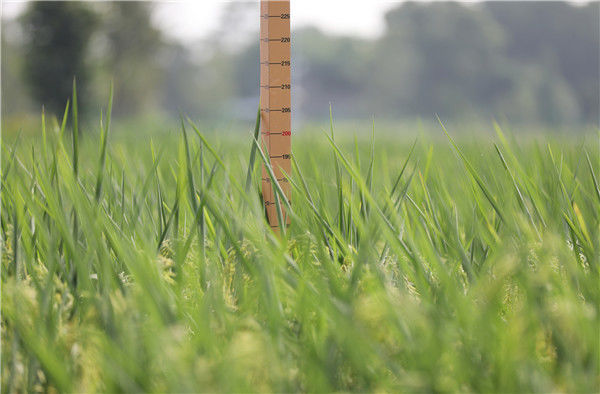 2021年8月30日,重庆市大足区拾万镇长虹村,平均每蔸水稻植株高达2米