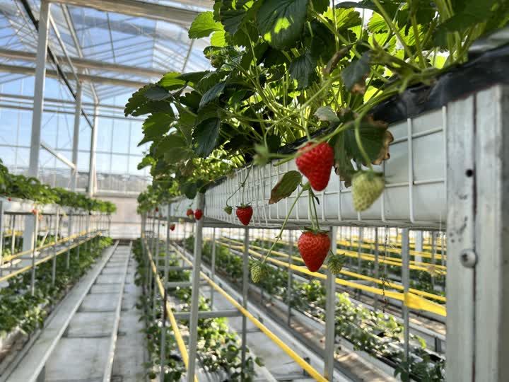 新港农业无土栽培草莓满满科技范儿
