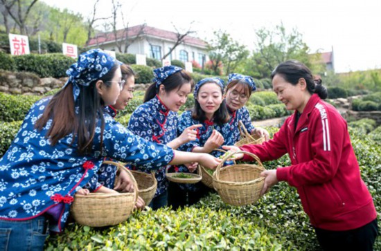 与农户同吃同住同劳动,感受茶乡文化。王浩敏摄