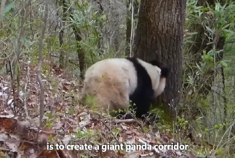 GLOBALink | Giant panda conservation promotes harmonious coexistence