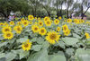 10月3南京绿博园荷兰友谊园的向日葵进入盛放期，金灿灿的花海，点亮了河西滨江风光带的秋日色彩。

