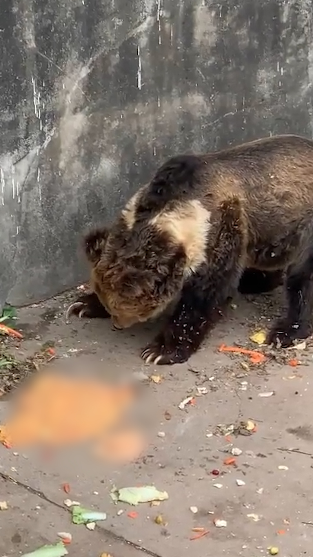 游客向動物園的熊投喂致其嘔吐 動物園：希望游客提高素質