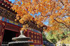 2022年10月31日，北京，金秋时节，香山公园内树木转黄，勤政殿等处红叶艳丽如火。