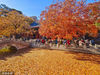 2022年10月31日，北京，金秋时节，香山公园内树木转黄，勤政殿等处红叶艳丽如火。