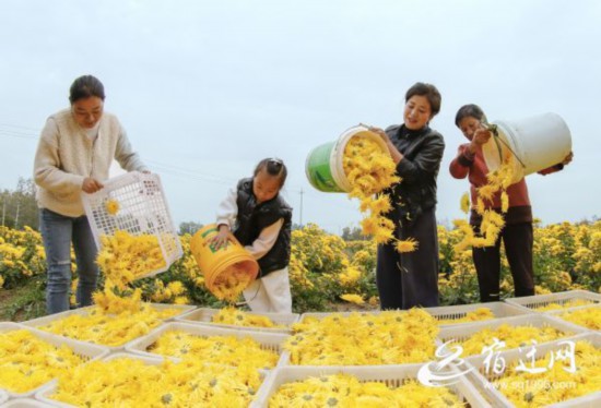 菊花丰收采摘忙（报纸）(2438068)-20221101080908