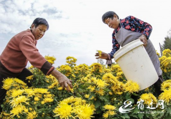 菊花丰收采摘忙（报纸）(2436594)-20221101092133