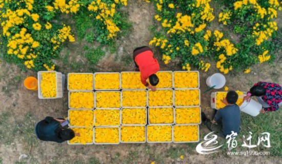 菊花丰收采摘忙（报纸）(2436593)-20221101092108