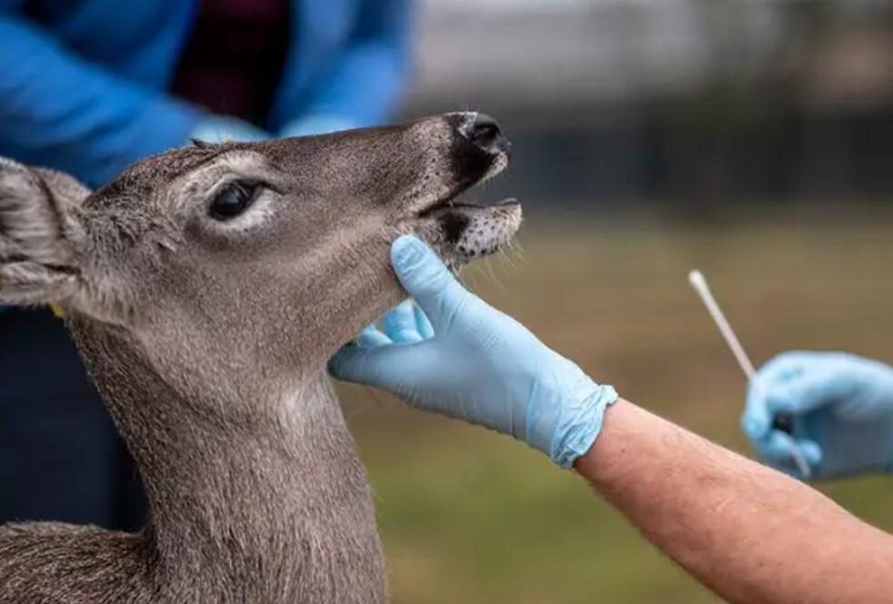 病毒|新冠病毒鹿传人证据出现 白尾鹿体内检测出病毒新变种