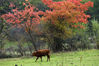2022年11月1日，初深秋时节，位于四川九寨沟县的中查沟漫山红叶绚丽多彩，牛、马成群，在草地上悠闲地啃食青草，俨然一幅“世外桃源”的景象。