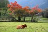 2022年11月1日，初深秋时节，位于四川九寨沟县的中查沟漫山红叶绚丽多彩，牛、马成群，在草地上悠闲地啃食青草，俨然一幅“世外桃源”的景象。