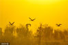 2022年11月20日，云南丽江，拉市海湿地来此过冬的灰鹤。