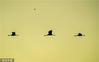 2022年11月20日，云南丽江，拉市海湿地来此过冬的灰鹤。