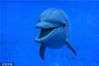 当地时间2019年1月21日，西班牙马德里，马德里动物园的水族馆里，一只雌性海豚宝宝“珊瑚”在自由地游泳。它于2018年1月出生，体重约10公斤，身高约1米。据养海豚的人说，它身体很好。