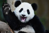 当地时间2016年8月23日，马来西亚吉隆坡，国家动物园为一岁的熊猫宝宝“暖暖”与其十岁的母亲“靓靓”举行生日庆祝活动。大熊猫“暖暖”。