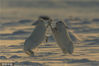 2019年3月19日讯（具体拍摄时间地点不详），格陵兰岛Thule，一只北极野兔在挖掘地表时发现了食物，随后它饥肠辘辘的伙伴加入争抢食物的行列，双方大打出手，但看起来却像是在互相击掌打招呼。摄影爱好者乔纳斯·拜尔冒着-10摄氏度的低温拍摄了这些照片。