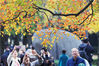 2022年11月5日，江苏南京，层林尽染的紫金山吸引市民前来赏景享秋意。其中一位市民带来的牡丹鹦鹉在树枝上摆出可爱造型，留下各种“倩影”。