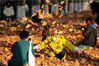 2022年11月15日，陕西西安，民众在西安交通大学梧桐树下拍照游玩。