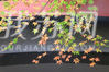 今天上午，记者在南京中山植物园看到红枫岗的红叶已经进入最佳观赏期。满山红叶犹如晚霞栖落，蔚为壮观。 一丛丛曾经鲜绿的叶片，在这雨后的冬日里，悄然变脸，明黄、浅绿、粉橙、火红、绛紫……枝叶层叠，别致的红桥、古朴的亭台……配上这五彩斑斓的树叶，宛如一幅幅浓墨重彩的油画，美不胜收。