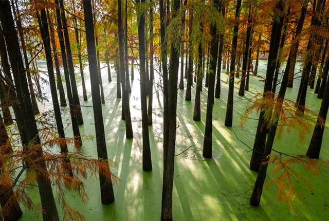 杭州：水杉整齐伫立水中 红绿相间