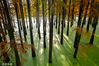 2022年11月21日，杭州，临安青山湖水上森林公园，航拍秋景。幸志铖/视觉中国 编辑/陈进