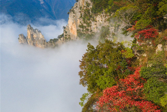 重庆：神女峰云雾缭绕山峦起伏 植被渐变红叶满山