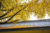 随着近日气温骤降，22日南京市玄武湖 梁洲银杏大道的银杏已悄然上色！，层层叠叠青黄尽染，勾勒出绚丽的秋日美景，仿佛穿上“黄金甲”……
